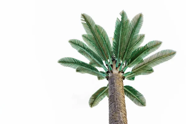 Gran palmera africana verde contra el cielo azul — Foto de Stock