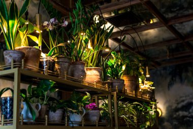 birçok farklı çiçek tencere içinde belgili tanımlık karanlık