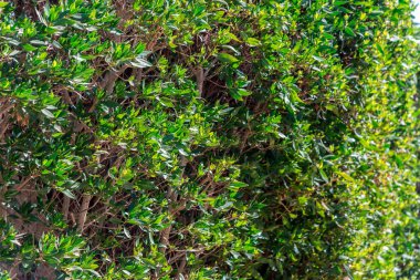 Bütün yeşil bush uzun yaprakları ile çerçeve