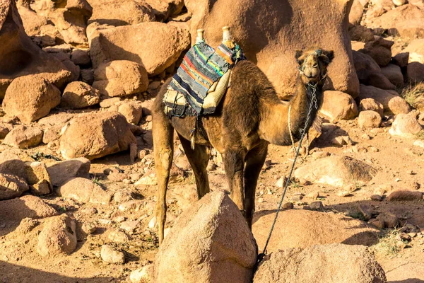 Египетский верблюд на фоне лысых гор — стоковое фото