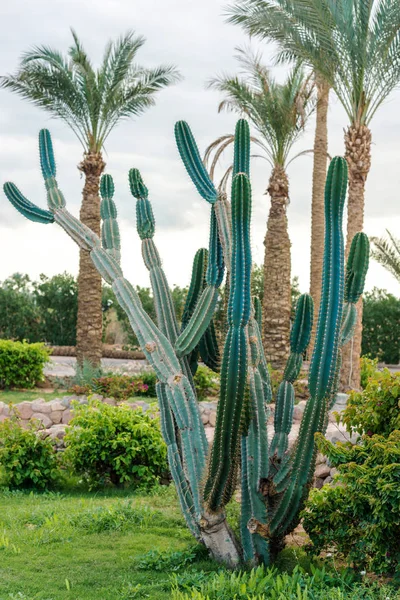 Stora gröna afrikanska kaktus på bakgrund av höga palmer — Stockfoto