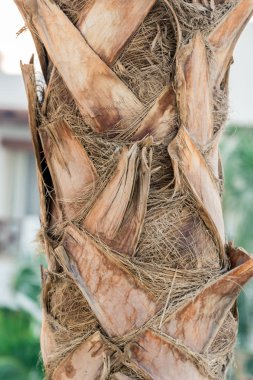 büyük yeşil Afrika palmiye ağacının gövde yakın çekim