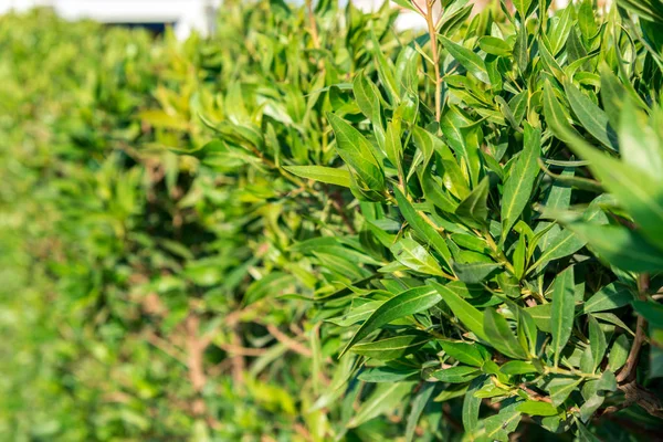 Arbusto verde con hojas largas en todo el marco — Foto de Stock