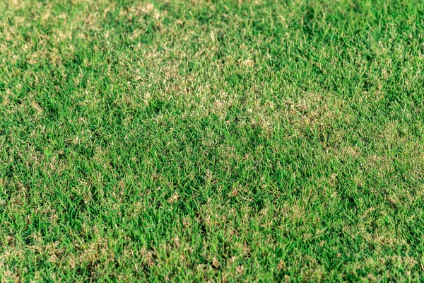 Textura para el fondo, hierba verde para todo el marco —  Fotos de Stock