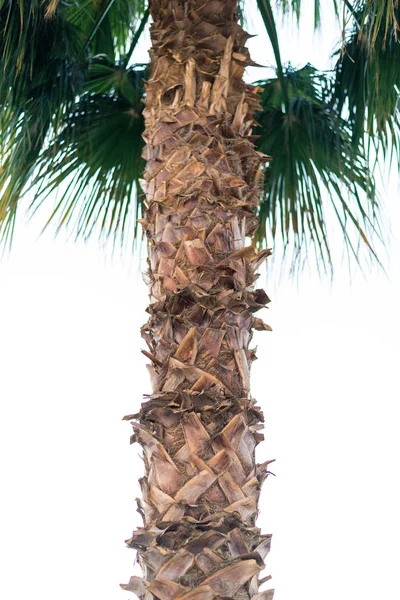 Trunk of a large green African palm tree close up — Stock Photo, Image