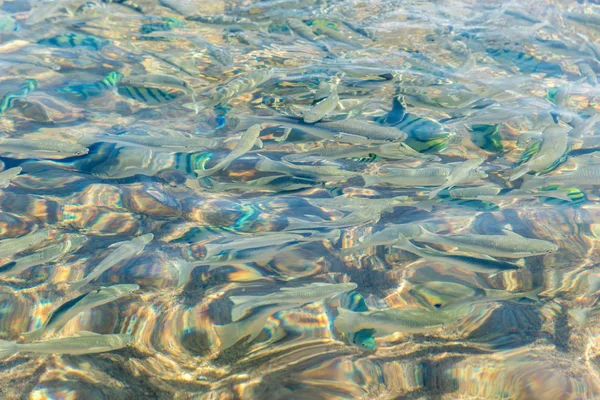 Vista superior de uma água do mar brilhante e peixes na água — Fotografia de Stock