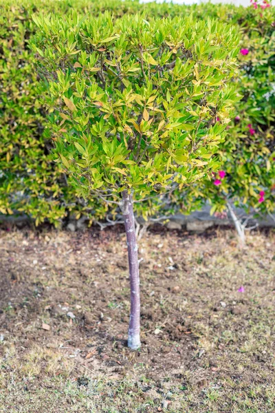Pequeño árbol verde sobre el fondo verde —  Fotos de Stock