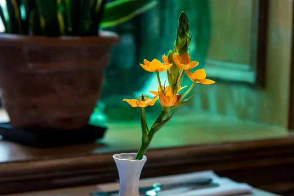 Pequena flor de laranja em um vaso branco, um símbolo da primavera — Fotografia de Stock