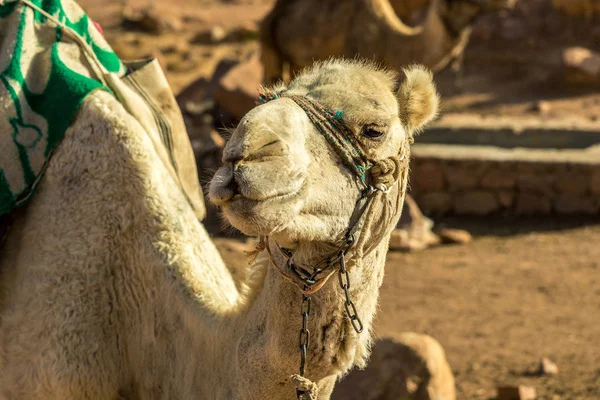 A háttérben a kopasz hegyek egyiptomi teve — Stock Fotó