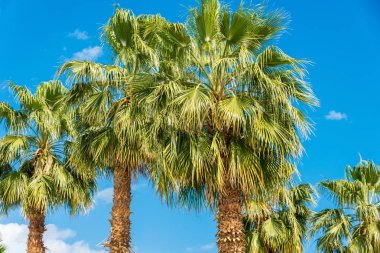 bir sürü büyük yeşil Afrika palmiye ağacı mavi gökyüzü