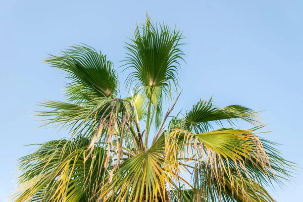 big green African palm tree against the blue sky