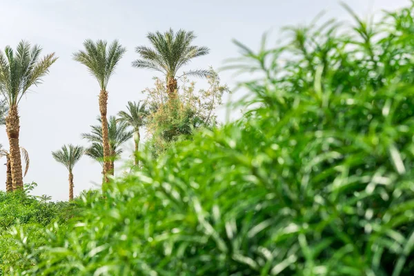 green bush with long leaves on the background of tall palm trees
