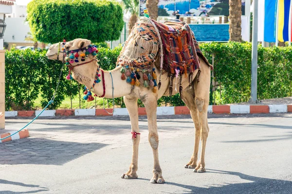 Un grand chameau dans un cap se dresse sur la route sur fond de verdure — Photo
