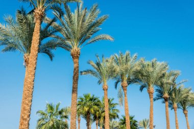 bir sürü büyük yeşil Afrika palmiye ağacı mavi gökyüzü