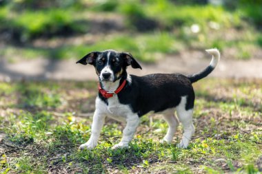 yeşil çim bir arka plan üzerinde küçük siyah ve beyaz köpek