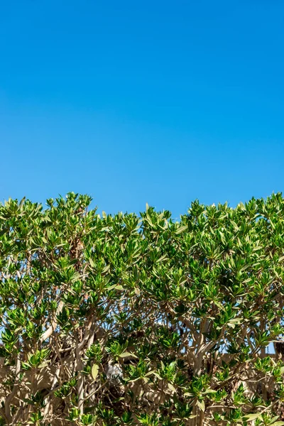 Зеленый куст против голубого неба на весь кадр — стоковое фото