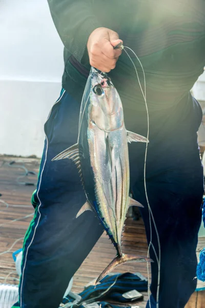 捕鱼和偷猎，在垂钓者手中捕获了一条大金枪鱼。垂直框架 — 图库照片