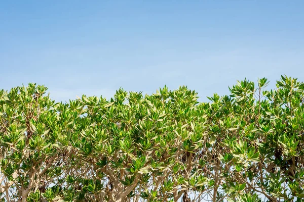 Tüm çerçeve üzerinde mavi gökyüzüne karşı yeşil çalı — Stok fotoğraf