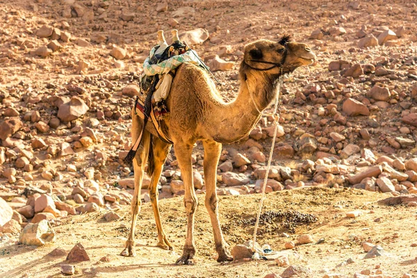 Egyptské velblouda na pozadí plešatý hor — Stock fotografie