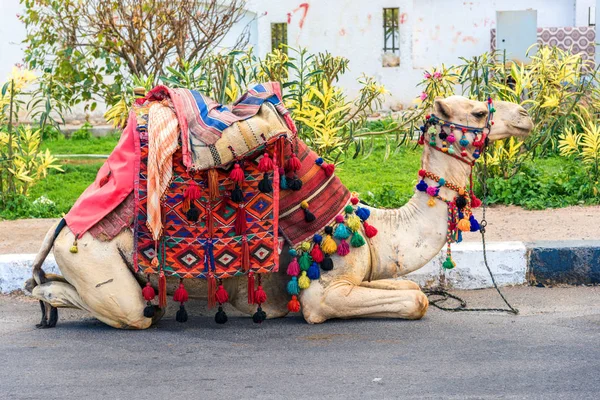 Un grand chameau dans une cape se trouve sur la route sur fond de verdure — Photo