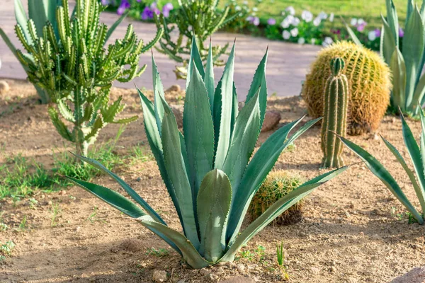 Gros cactus pousse à partir du sol — Photo