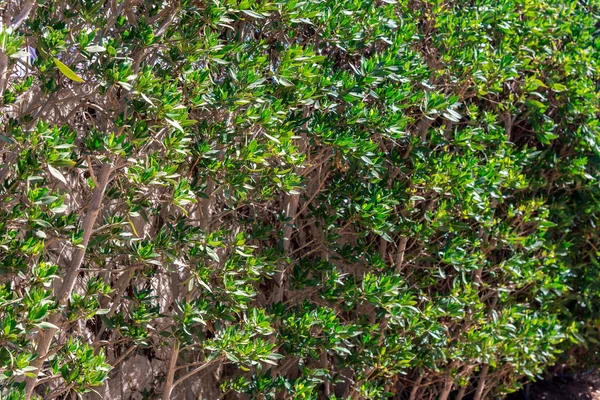 green bush with long leaves on the whole frame