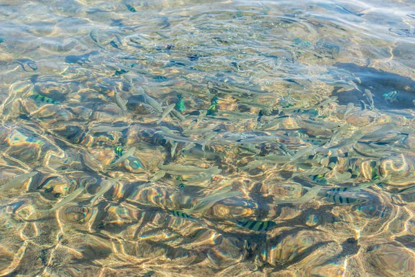 Top view of a glistening sea water and fish in the water — Stock Photo, Image