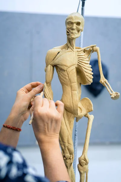 Mãos Mestre Esculpir Uma Escultura Esqueleto Humano Com Músculos Fundo — Fotografia de Stock