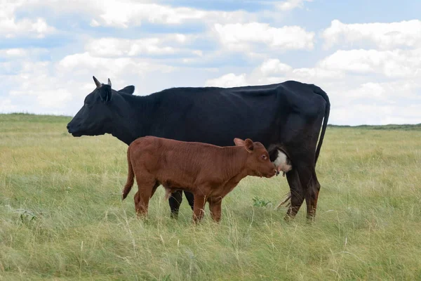 Yeşil tarlada buzağısı olan inek.