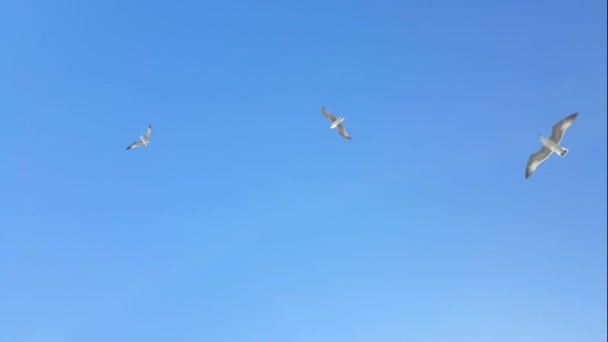 強い風と空に飛翔する鳥 カモメと鳩 — ストック動画