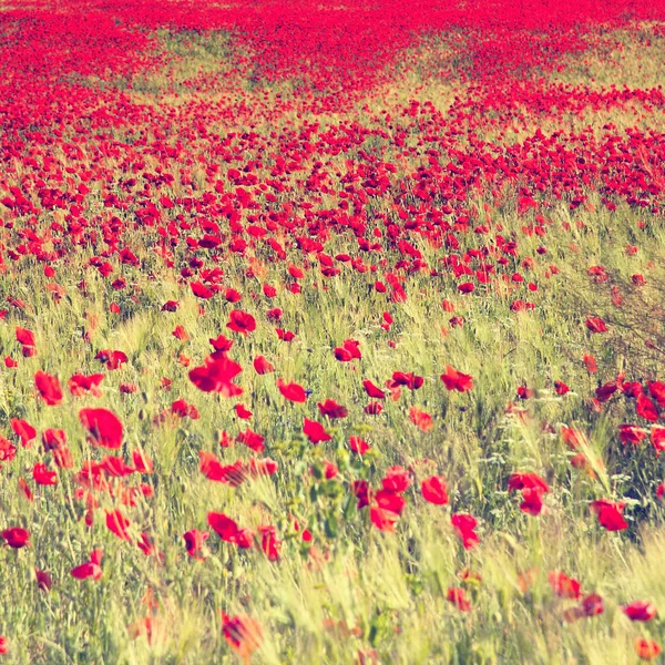 Hermoso Campo Amapolas Rojas Luz Del Atardecer Crimea — Foto de Stock