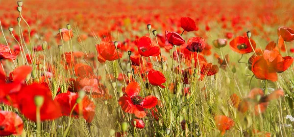 Hermoso Campo Amapolas Rojas Luz Del Atardecer Crimea — Foto de Stock