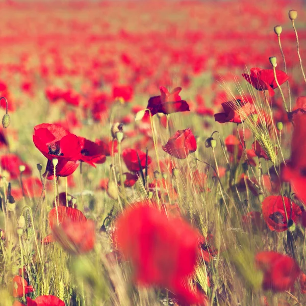 Beau Champ Coquelicots Rouges Lumière Coucher Soleil Crimée — Photo