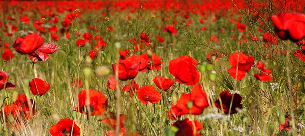 Beautiful Field Red Poppies Sunset Light Crimea — Stock Photo, Image