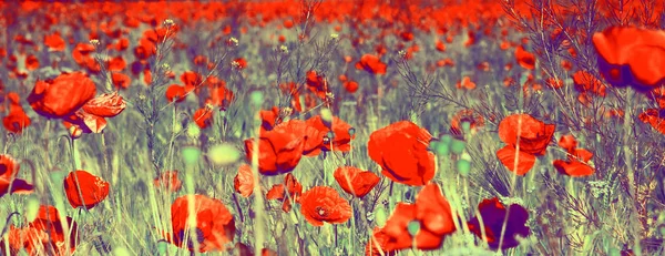 Krásné Pole Červených Máků Světle Západu Slunce Krym — Stock fotografie