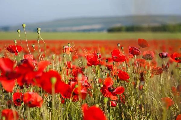 Hermoso Campo Amapolas Rojas Luz Del Atardecer Crimea — Foto de Stock