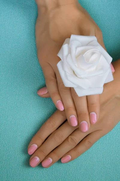 Belleza Delicadas Manos Con Manicura Celebración Flor Cerca Aislado Azul —  Fotos de Stock