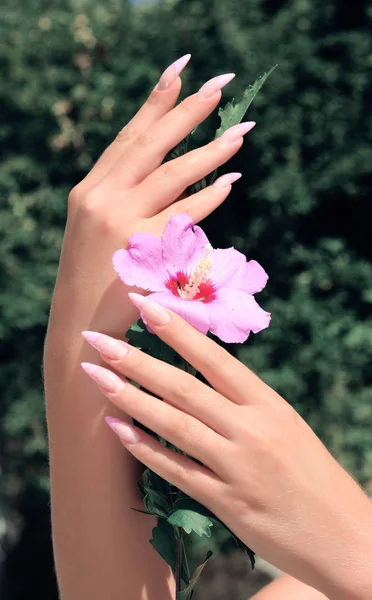 Long French nails with white manicure on a woman\'s hand with pink accessory on a nature background.