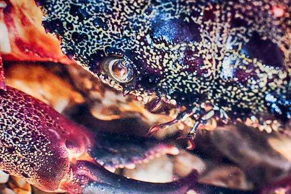 Portre ve dev çamur yengeçler seçici odak. Esaret bağlı deniz ürünleri için sunulan kadar.