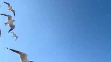 Rüzgarda uçan martılar gökyüzünde bir sürü
