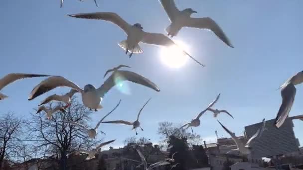 風に浮かぶ空にカモメの群れ — ストック動画
