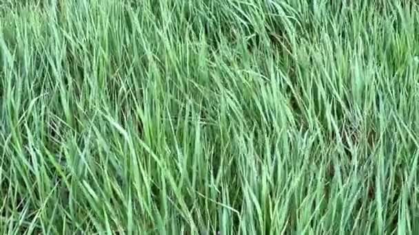 Campo Hierba Verde Balanceándose Viento Movimiento Rápido Lapso Tiempo Movimiento — Vídeo de stock