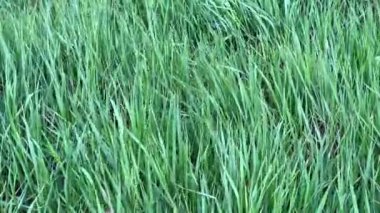 Rüzgarda sallanan yeşil çimenlik bir alan. 