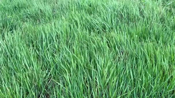 Campo Hierba Verde Balanceándose Viento — Vídeo de stock