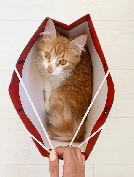 Забавный красный кот сидит в бумажном пакете . — стоковое фото