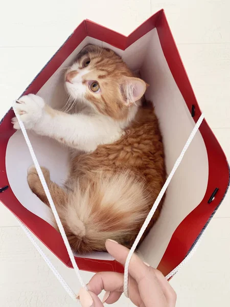 Funny red cat sitting in a paper bag.