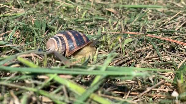 カタツムリが緑の草の上を這う 速い動き 時間経過 — ストック動画