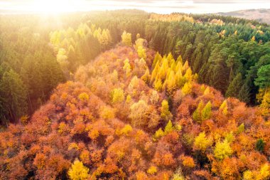 Renkli ağaçlar ile sonbahar orman ve drone uçuş sırasında arka plan ve şablon alınan yukarıdaki yapraklar