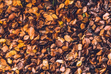 Arka plan ve şablon olarak yukarıdan orman zeminde kahverengi sonbahar yaprakları