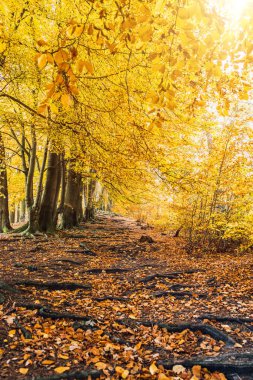 Fairytale yürüyüş yolu kökleri ve mistik bir atmosfer yakalayan arka plan seyahat olarak sonbahar ormandaki sarı ağaçları ile